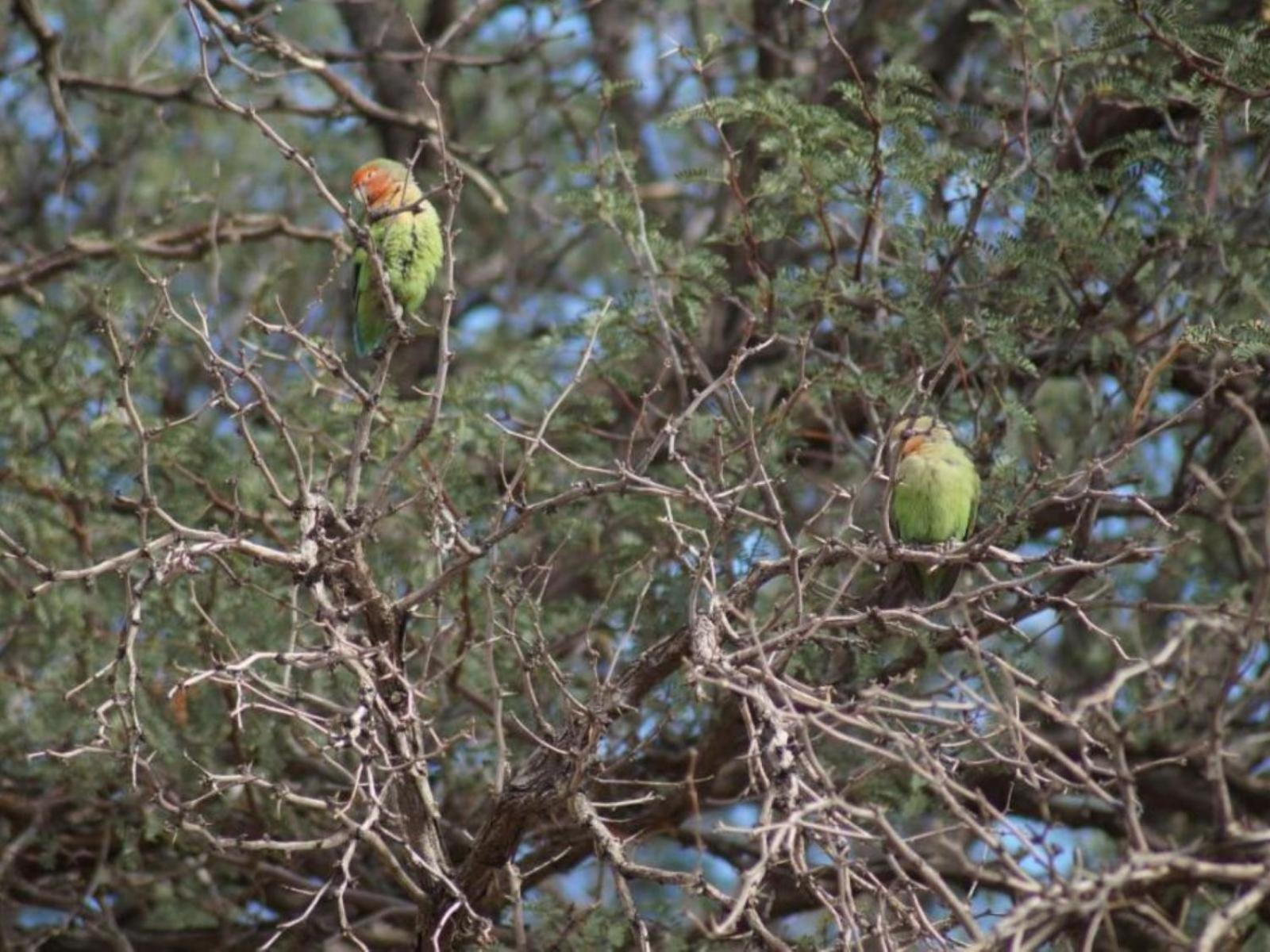 Camp Gecko - Private Nature Reserve; Tented Camp And Campsite Solitaire Exterior foto